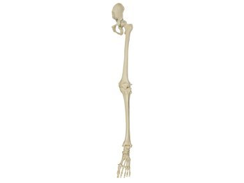 Elastyczny model szkieletu kończyny dolnej