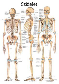 Tablica medyczna „Układ kostny”