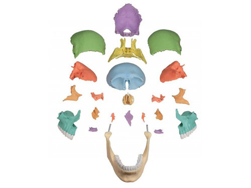 Model czaszki osteopatycznej, 22 części, wersja dydaktyczna Erler-Zimmer