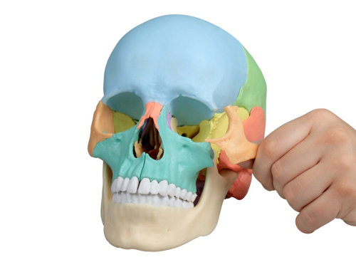 Model czaszki osteopatycznej, 22 części, wersja dydaktyczna Erler-Zimmer