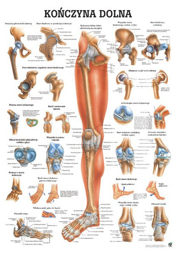 Tablica medyczna „Kończyna dolna” (laminowana)