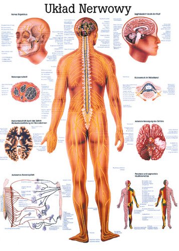 Tablica medyczna "System nerwowy" (laminowana)