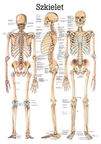 Tablica medyczna „Układ kostny” (laminowana)
