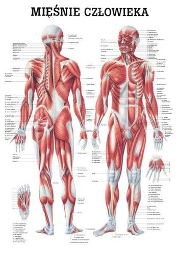 Tablica medyczna „Układ mięśniowy” (laminowana)